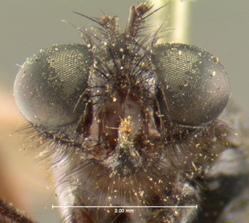 Media type: image;   Entomology 12843 Aspect: head frontal view
